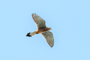 Common kestrel falco tinnunculus male in flight under blue sky. Cute orange falcon hovering and looking for prey. Bird in wildlife.