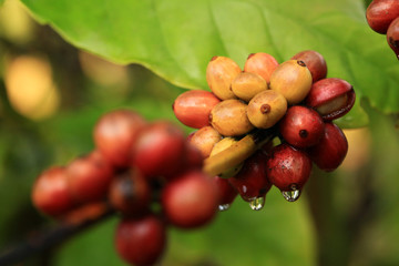 Coffee fruit that is nearing harvest time, beautiful colors