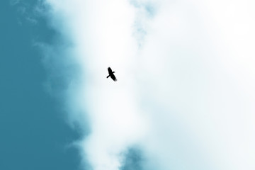 Beautiful calm and nice sky with bird in a flight clouds landscape.