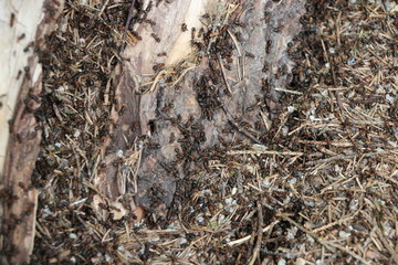 ants on the ground