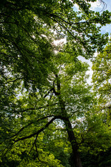 sun through tree
