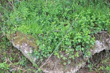 grass on stone