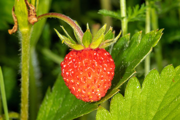 The fruit of Fragaria vesca, commonly called wild strawberry or woodland strawberry