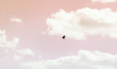 Beautiful calm and nice sky with bird in a flight clouds landscape.