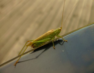 Heuschrecke auf Fläche