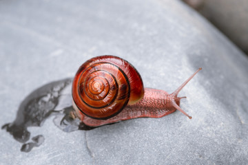 red orange snail on a stone 