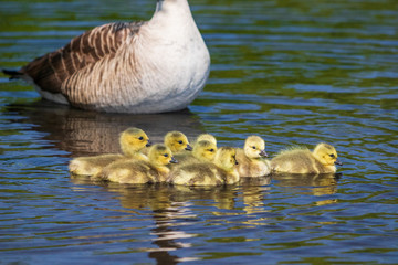 baby ducks swimming in the lake