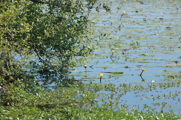 Lac de Grand-Lieu