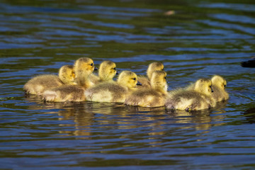 baby ducks swimming in the lake