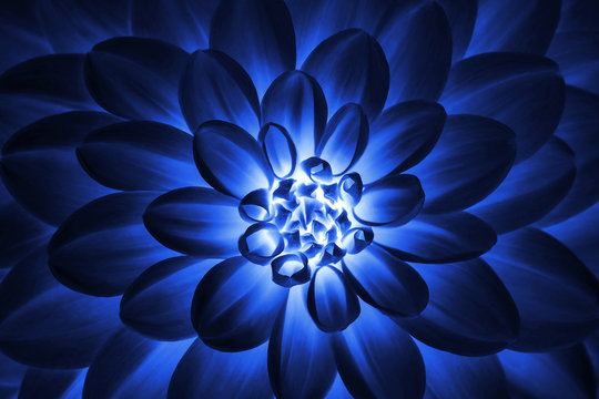  Defocused deep blue dahlia petals macro, floral abstract background. Close up of flower dahlia for background, Soft focus