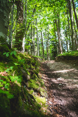 Fototapeta premium Waldweg