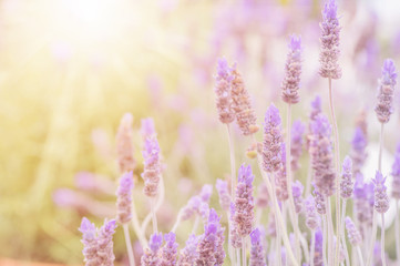 Summertime.  Blooming lavender in a field