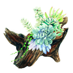 Bright watercolor succulents growing in the wooden snag pot