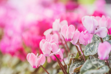 Summertime.  cyclamen flowers on Sunny summer day. Pink Cyclamen coum ( eastern sowbread ) and Cyclamen hederifolium ( ivy-leaved cyclamen or sowbread ) flowers on sunny bokeh