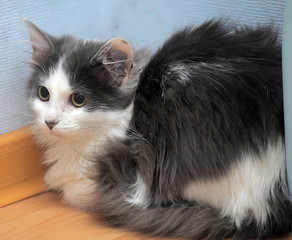 white with gray charming  young cat