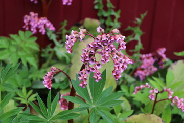 pink flowers in the garden