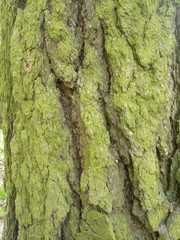  tree bark and green moss on a tree