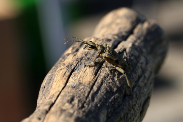 Beautiful Grey Longhorn beetle sits on gray wood