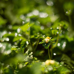 Green summer leaves and small yellow flower of False strawberry, dusheneya. Color bright defocus background with a magic bokeh and sunlight. Nature Wonderful screen saver.