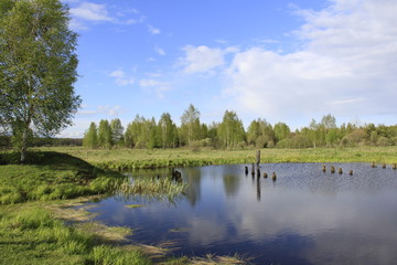 Small lake in the forest in spring time