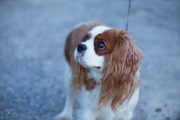 Cavalier King Charles Spaniel for a walk. Dog with a collar and a leash. The female dog.	