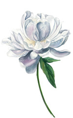 watercolor illustration of white peony flower painted in pastel colors