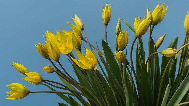 Timelapse of Blooming Yellow Tulips Bouquet. Flowers Opening Backdrop.