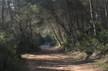 Camino en el bosque