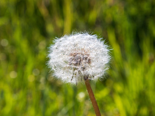 dandelion in grass