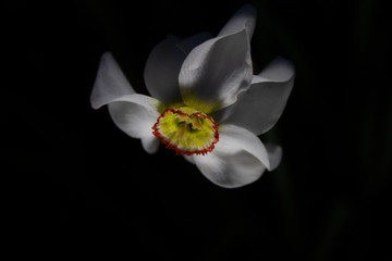 Obraz premium white and black