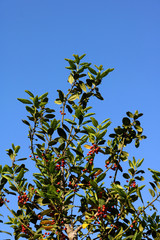 Fototapeta na wymiar Rowan on a branch. Red rowan. Rowan berries on rowan tree. Sorbus aucuparia.
