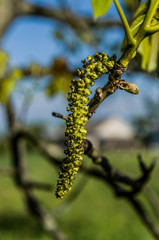 Walnut flowers