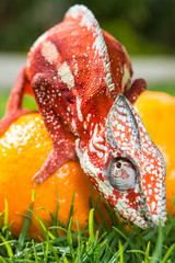 Bright orange chameleon sits on fresh oranges on a background of green grass. Vertical image