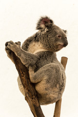 Koala Bear sitting on a Tree