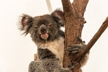 Koala Bear sitting in a Tree