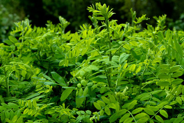 Beautiful acacia leaves in the morning