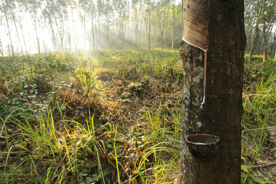Mist and golden light in a rubber plantation, Thailand