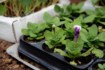 Seedlings in containers, green sprouts, seedlings in a greenhouse, green young leaves of plants
