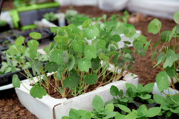 Seedlings in containers, green sprouts, seedlings in a greenhouse, green young leaves of plants