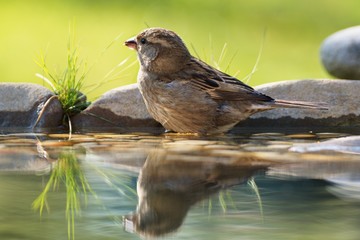 The House sparrow, Passer domesticus, female bathes in the water of a bird's waterhole. Reflection in water.  Czechia. Europe.