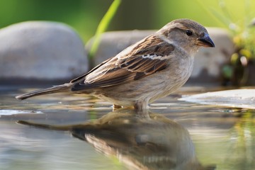  The House sparrow, Passer domesticus, female bathes in the water of a bird's waterhole. Reflection...