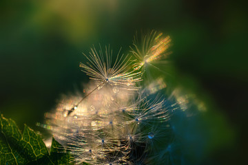Dandelion seeds on a flower. Beautiful colors of the setting sun. Copyspace. Detailed macro photo.