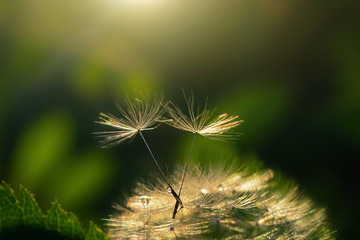 Two dandelion seeds on a flower. Beautiful colors of the setting sun. Copyspace. The concept of freedom, love, couples. Detailed macro photo.