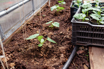 Seedlings in containers before planting in the soil, seedlings planted in a greenhouse, a greenhouse with seedlings, spring planting in the garden