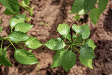 pepper seedlings in a greenhouse with the first green fruits growing peppers, a greenhouse with bell peppers, pepper seedlings in the soil close-up, top view