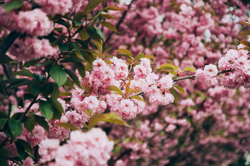 Flowers Sakura flowering on spring sakura tree. Nature.