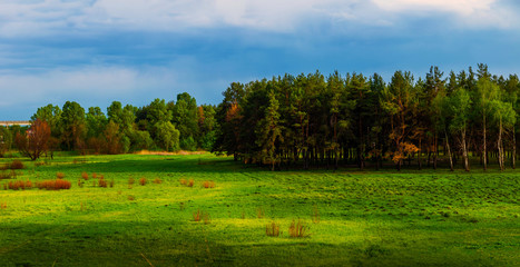 Forest planting on the horizon, rural landscape and panorama