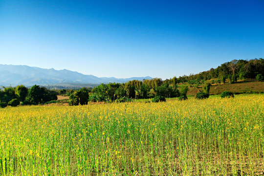 Crotalaria juncea field in Mae Hong Son Province Thailand