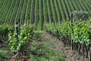 rows of green vineyards in the Chianti region with rose plants. Tuscany, Italy