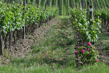 Fototapeta na wymiar rows of green vineyards in the Chianti region with rose plants. Tuscany, Italy
